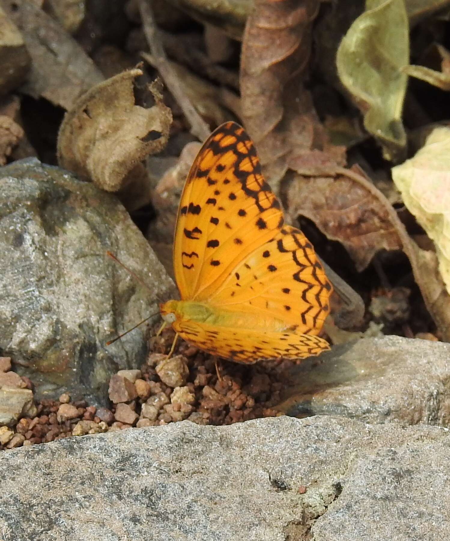 Image of Common Leopard