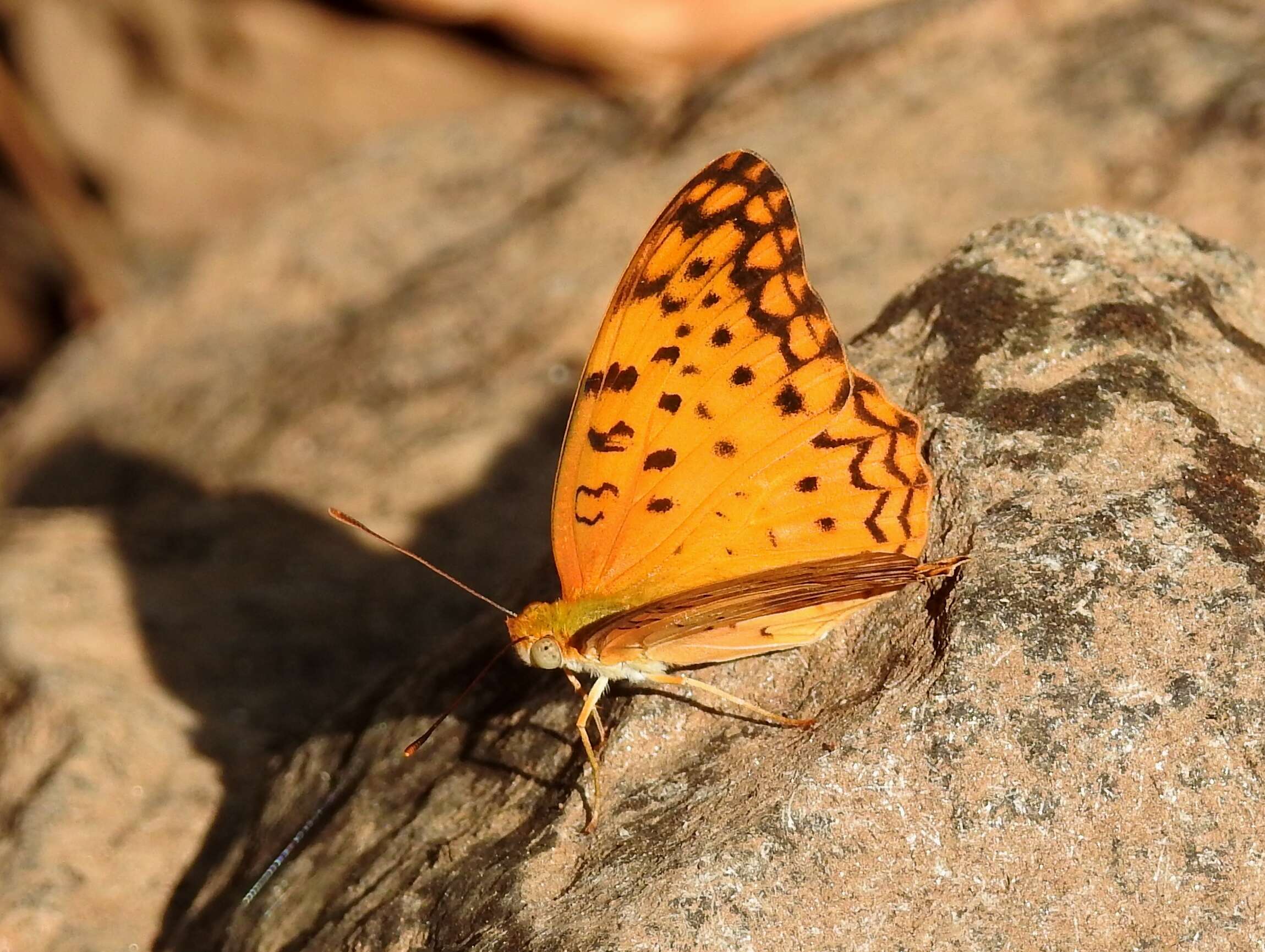 Image of Common Leopard