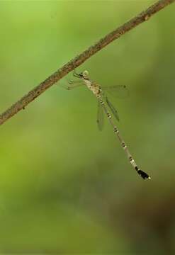 Image of Platylestes platystylus (Rambur 1842)