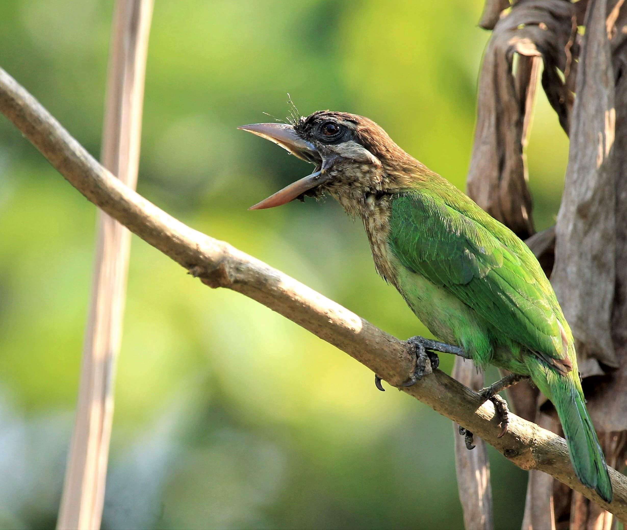 صورة Psilopogon viridis (Boddaert 1783)