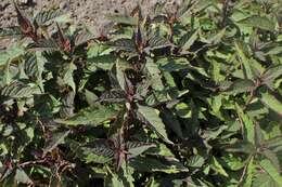 Image of Virginia water horehound