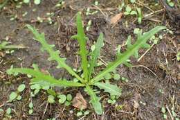 Image of fall dandelion