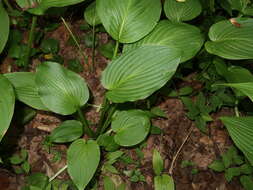 Image de Hosta sieboldiana var. sieboldiana