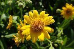 Arnica chamissonis Less. resmi