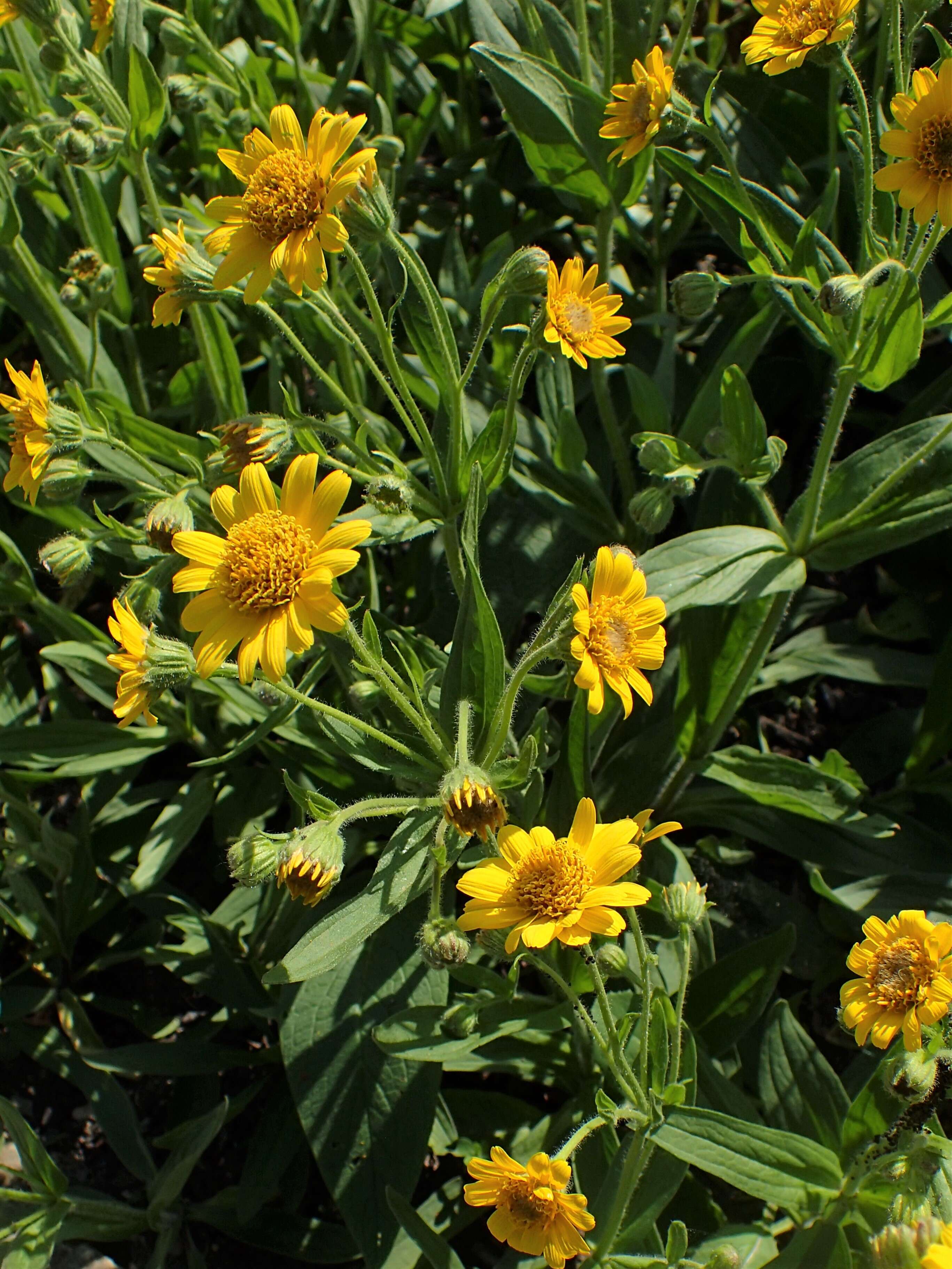 Image of Chamisso arnica