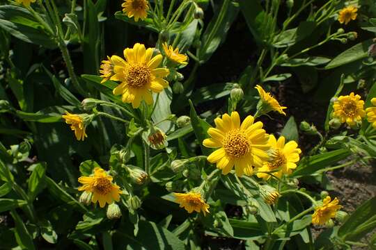 Слика од Arnica chamissonis Less.