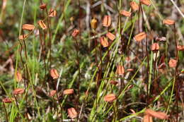 Image of juniper polytrichum moss