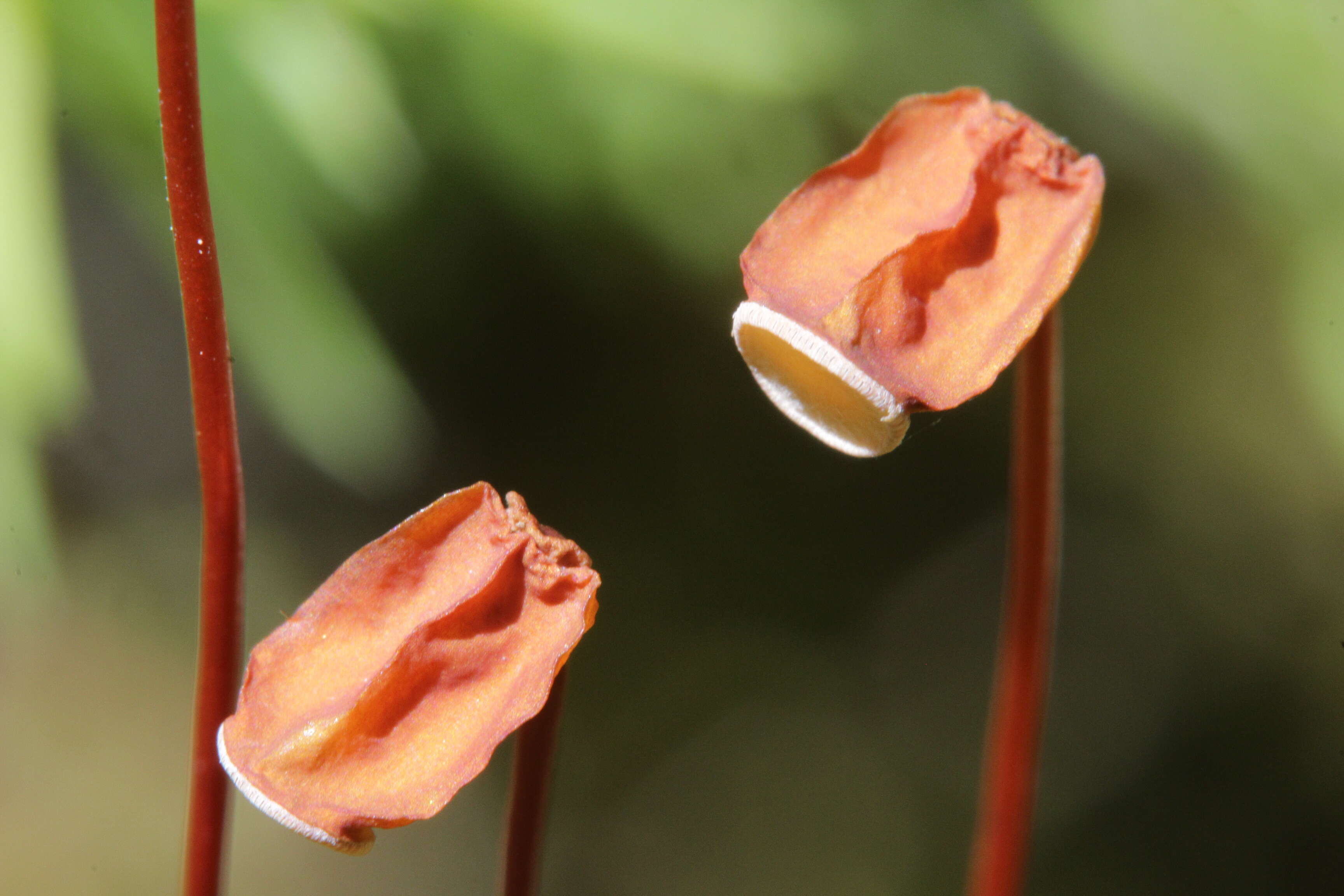 Image of juniper polytrichum moss