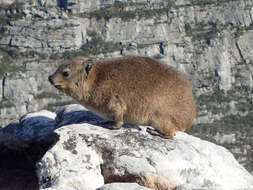 Image of Rock Hyrax