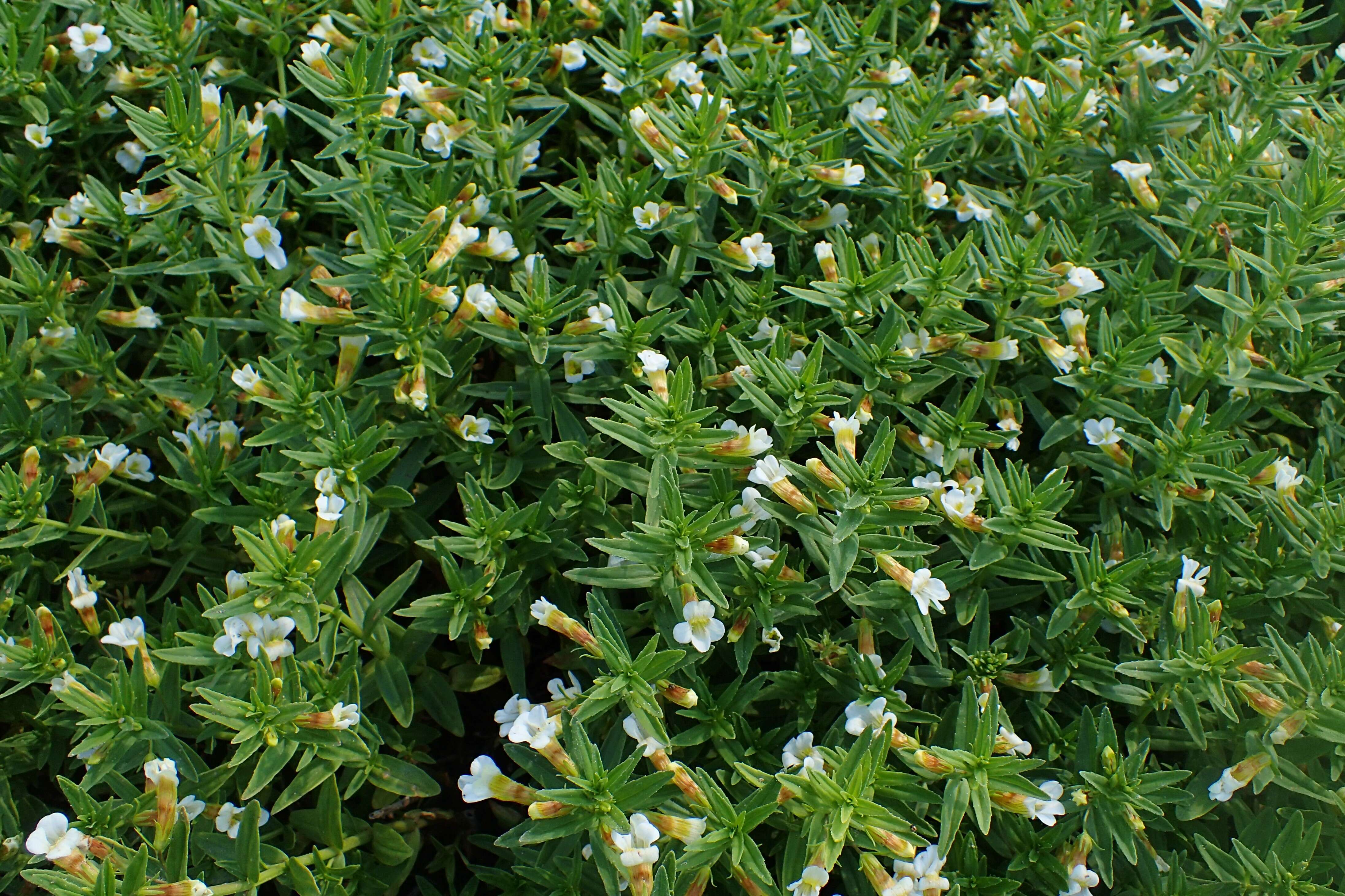 Image de Gratiole Officinale