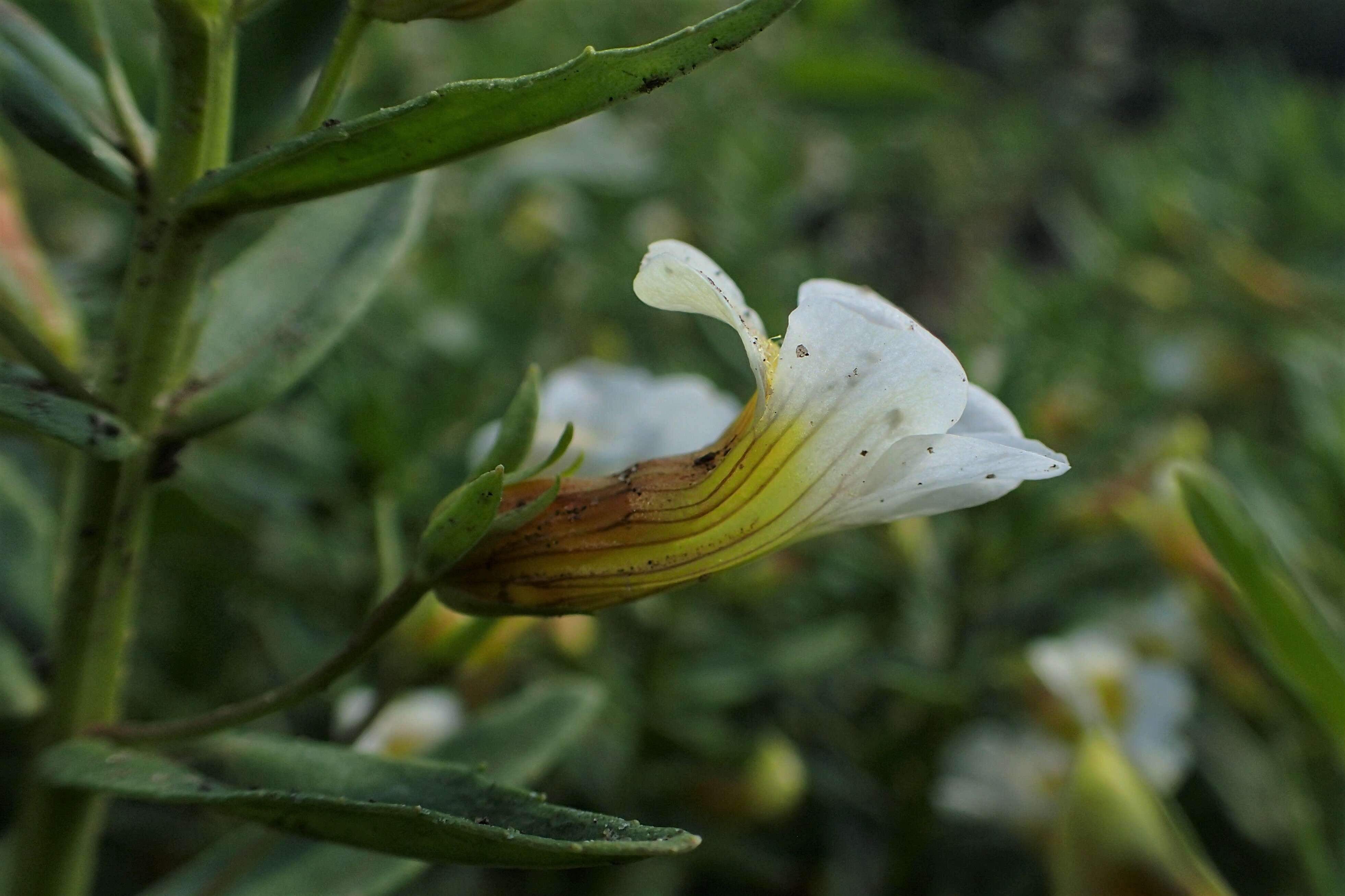 Image de Gratiole Officinale