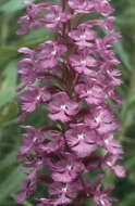 Image of Lesser purple fringed orchid