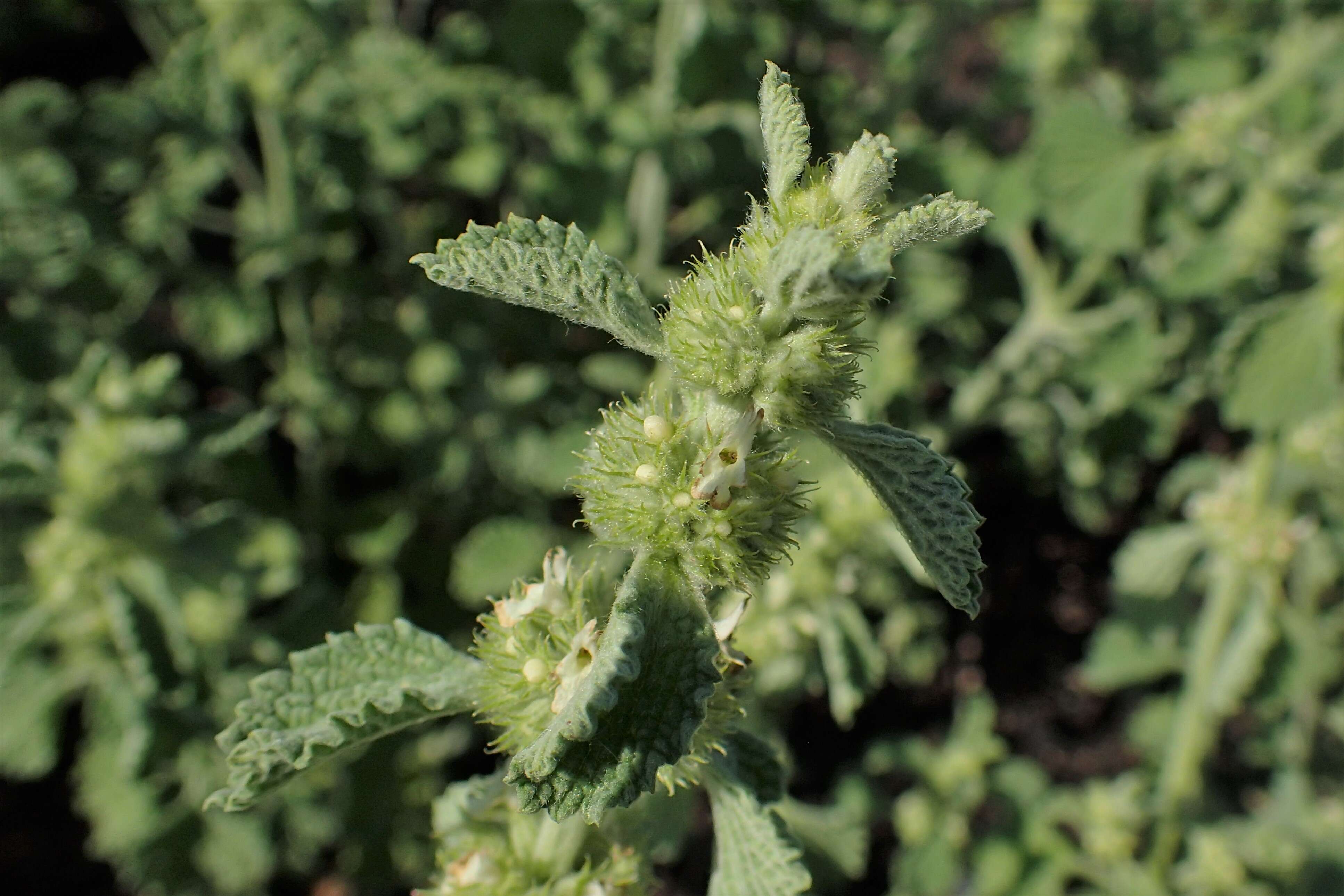 Image of horehound