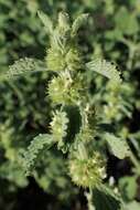 Image of horehound