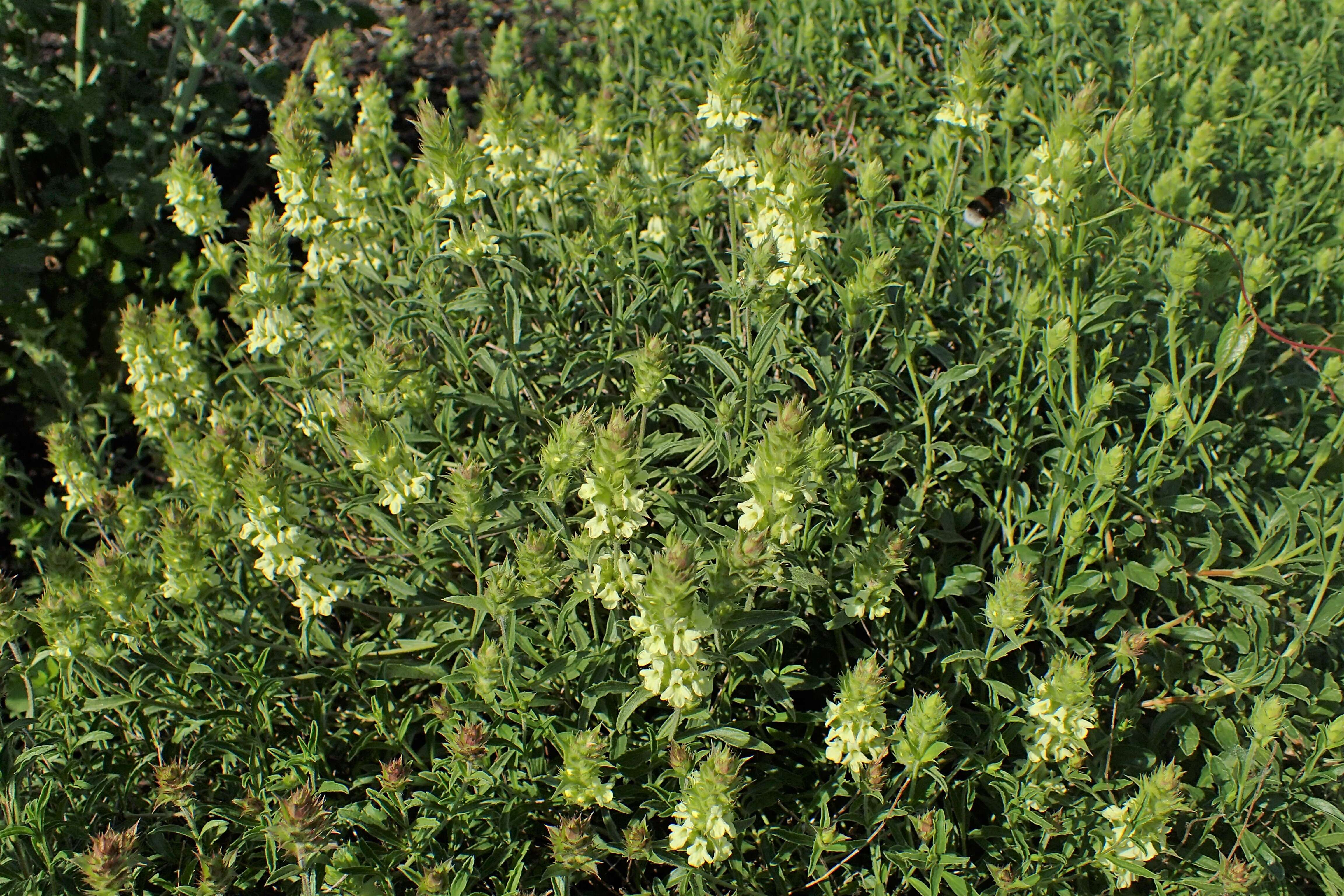 Image de Sideritis hyssopifolia L.