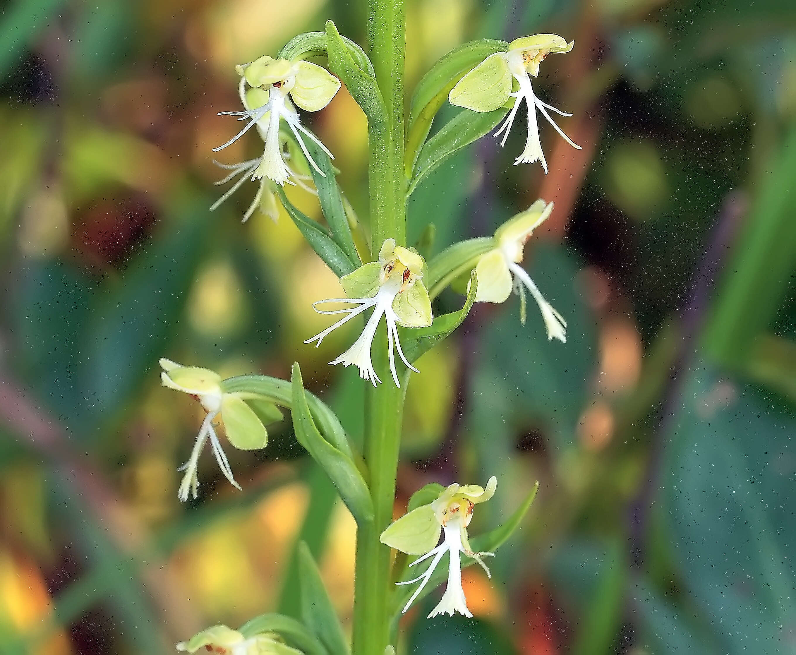 Platanthera lacera (Michx.) G. Don resmi