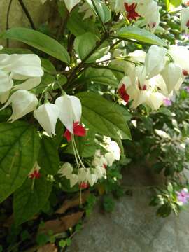 Слика од Clerodendrum thomsoniae Balf. fil.