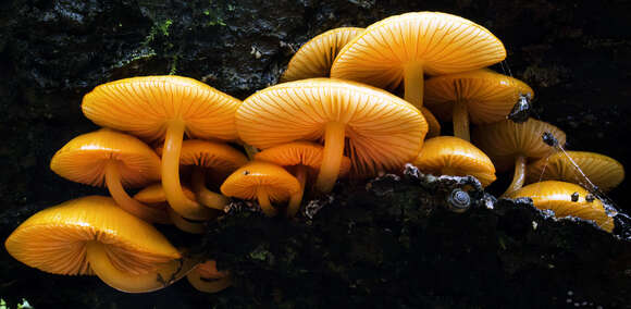 Image of Mycena leaiana (Berk.) Sacc. 1891