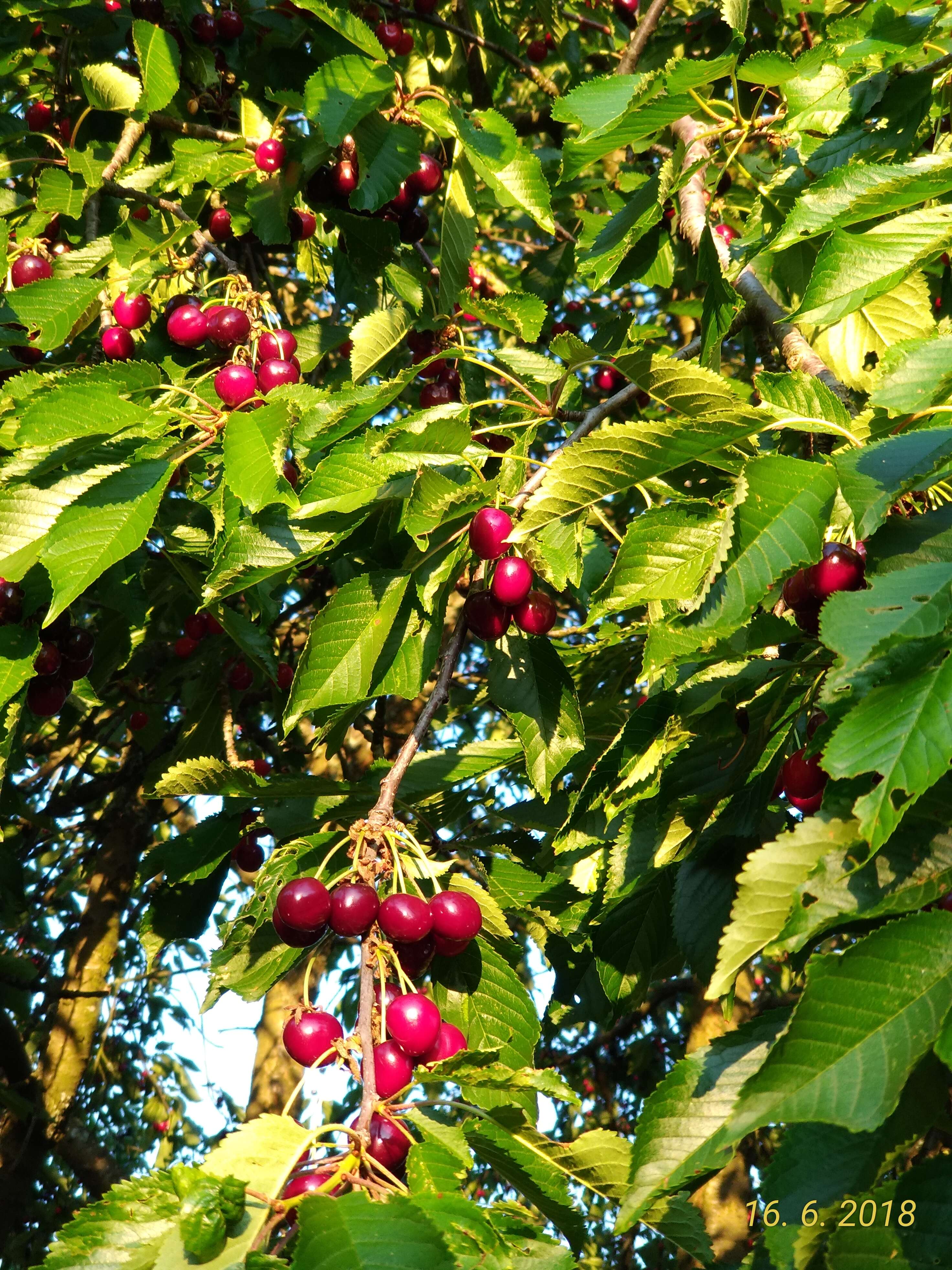 Image of gean, wild cherry