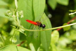 Image of Aethriamanta brevipennis (Rambur 1842)