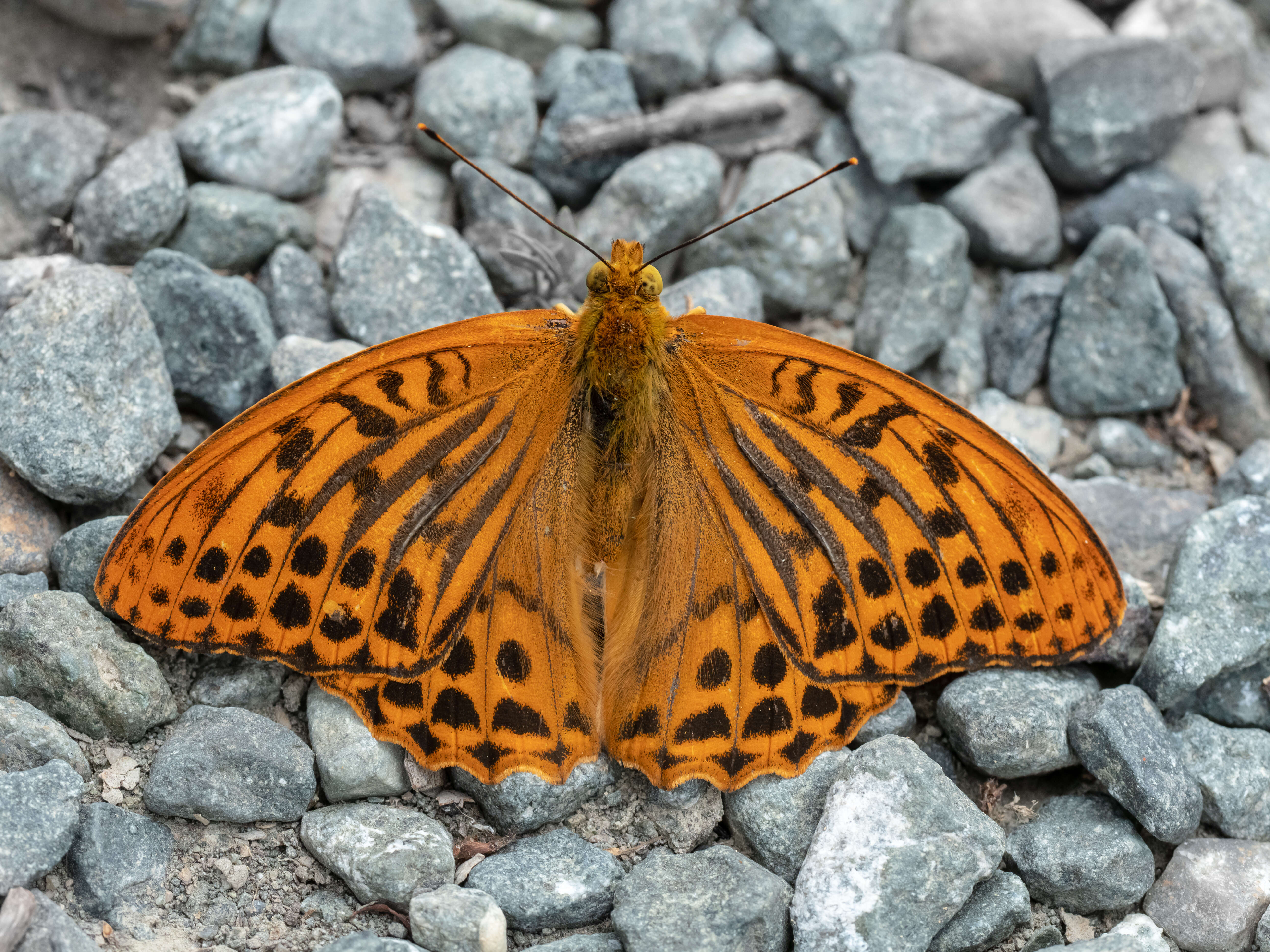 Imagem de Argynnis paphia Linnaeus 1758