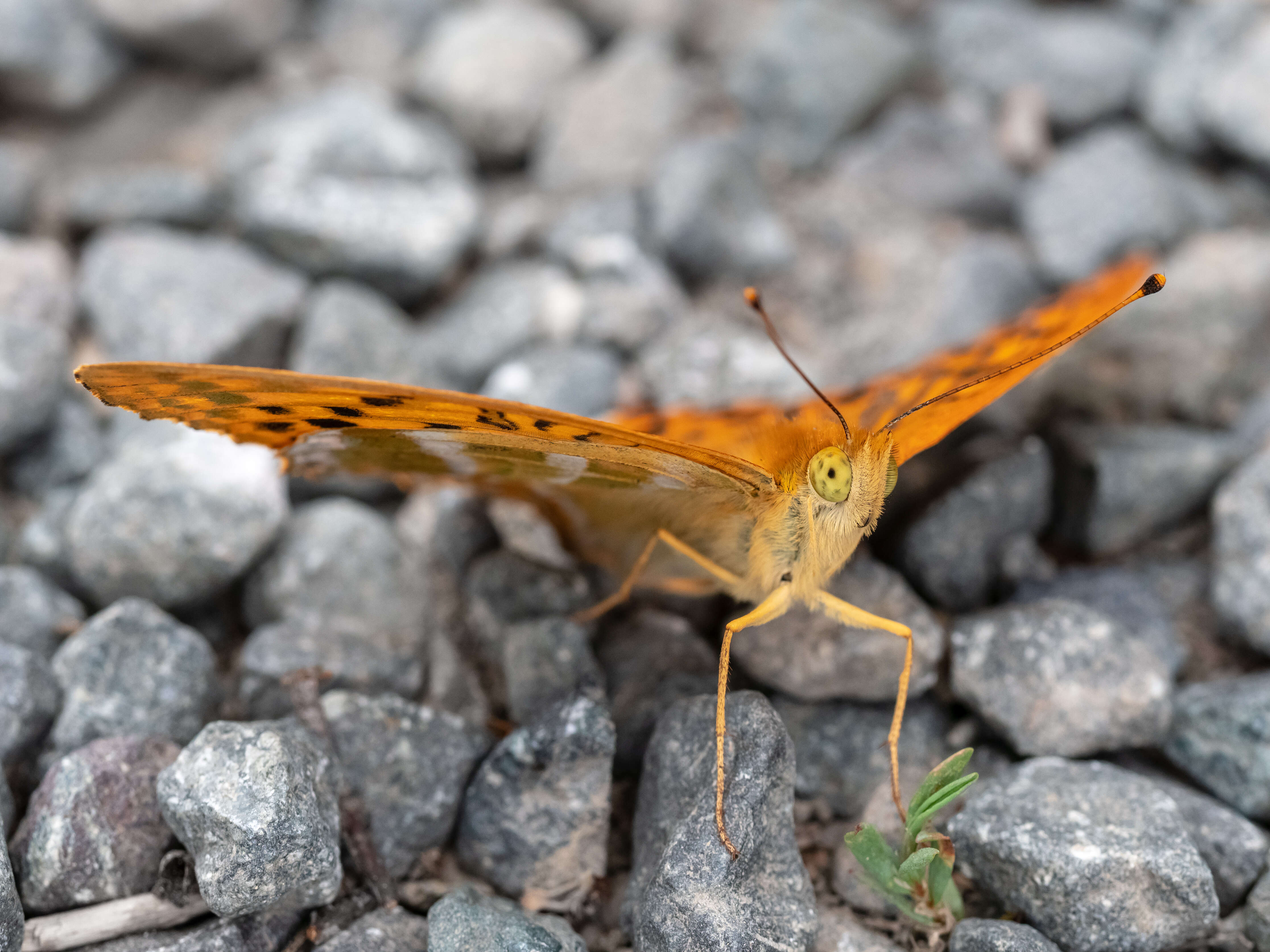 Image of silver-washed fritillary