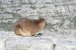 Image of Rock Hyrax