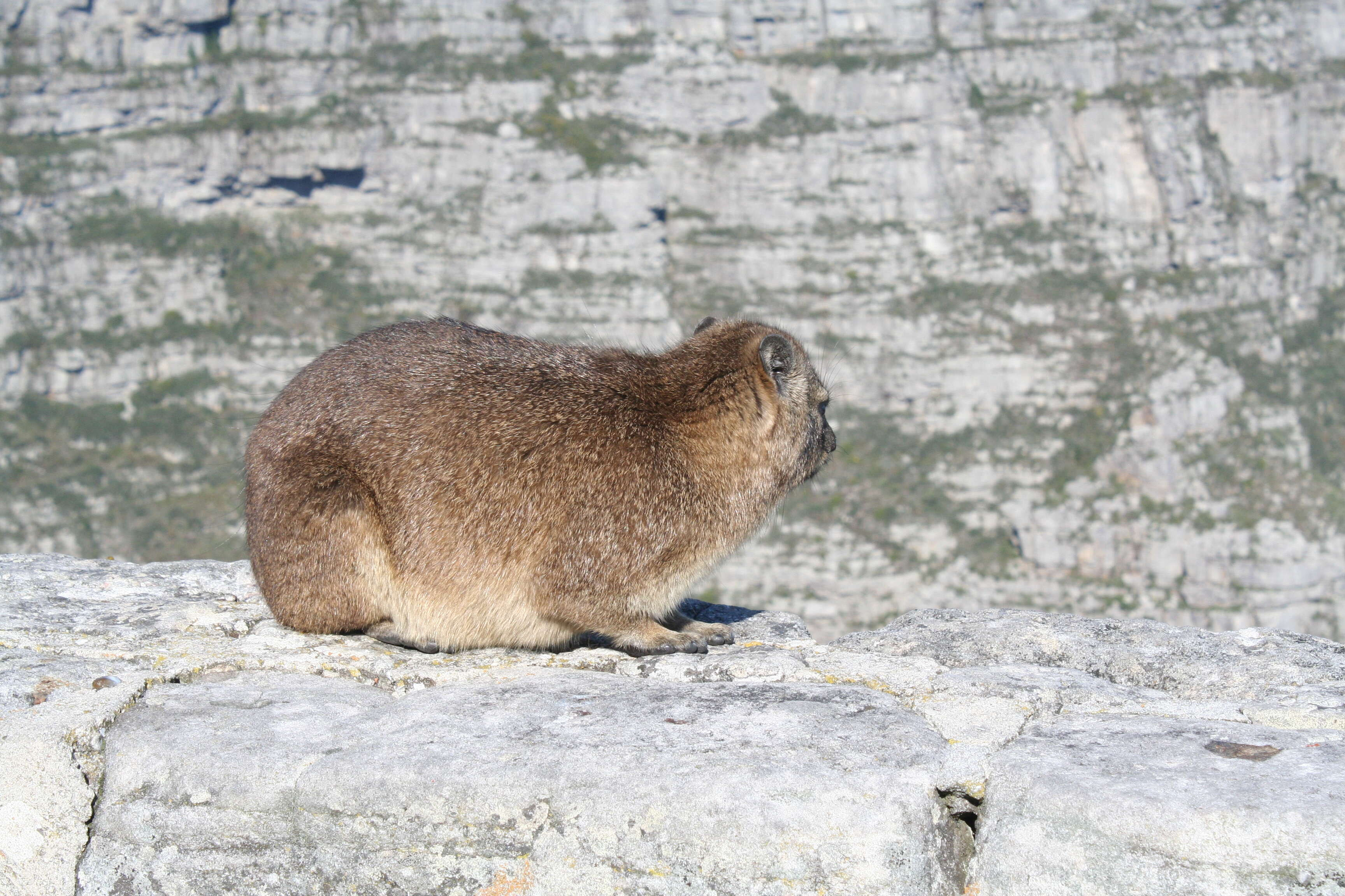 Image of Rock Hyrax