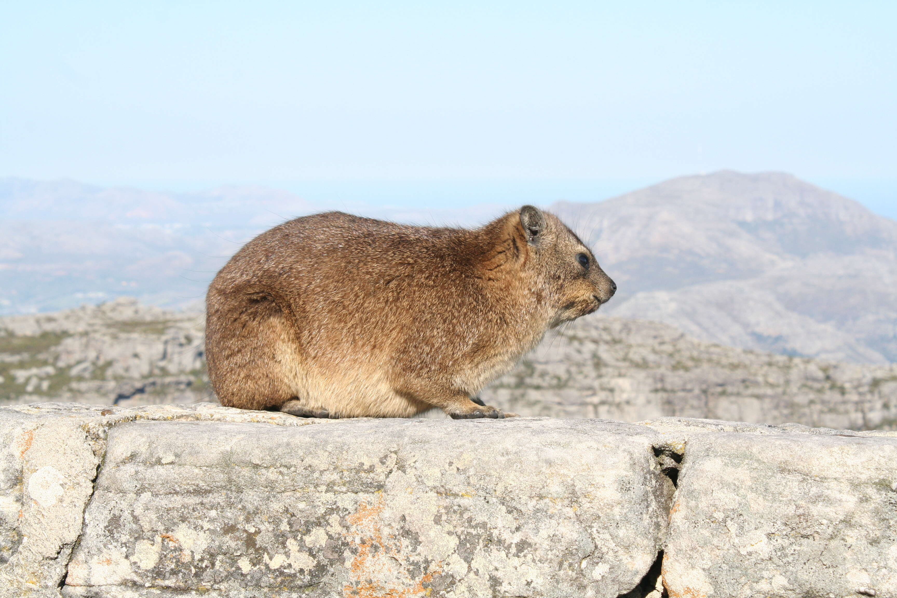 Image of Rock Hyrax