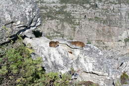 Image of Rock Hyrax