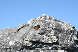 Image of Rock Hyrax