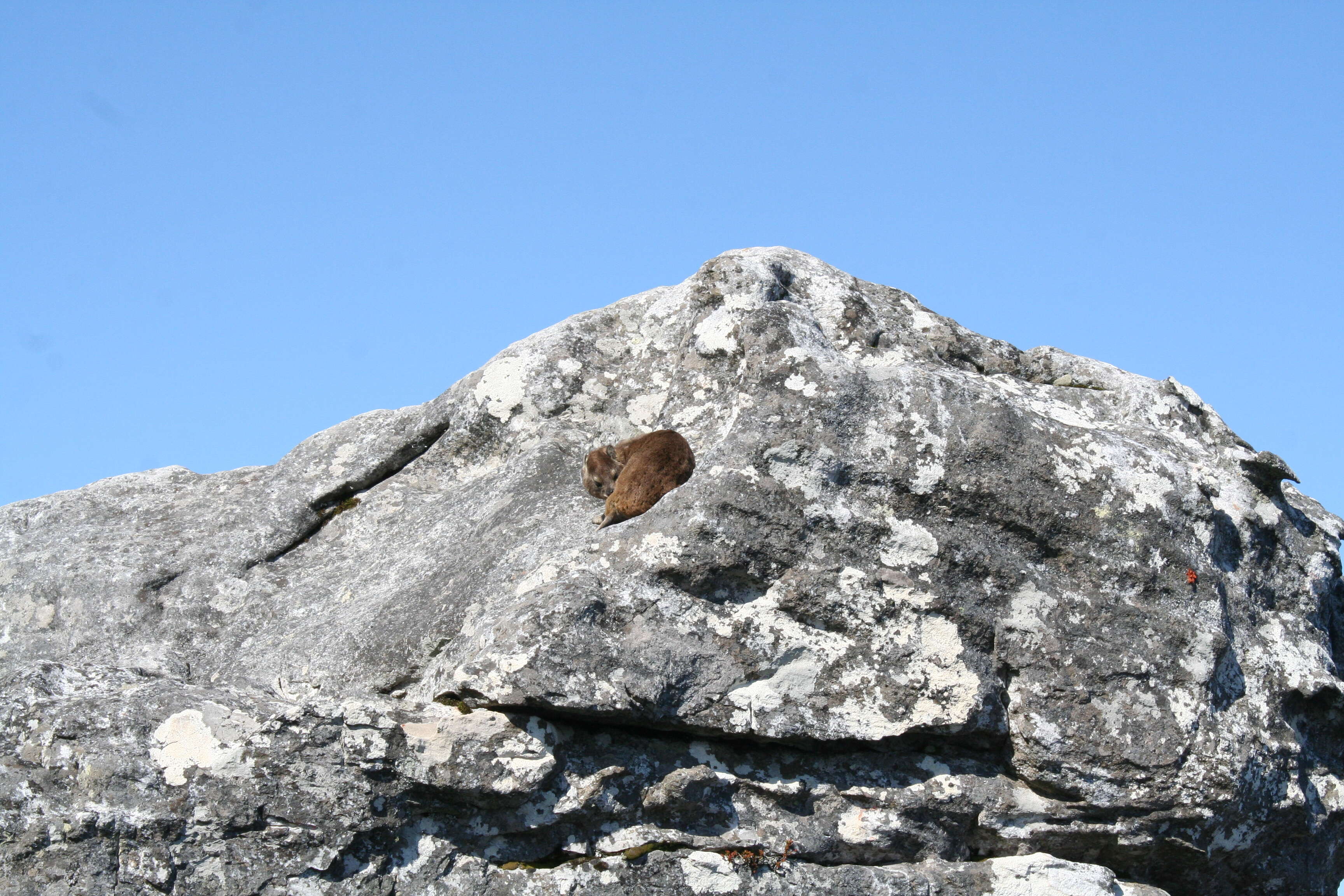 Image of Rock Hyrax