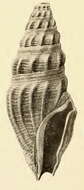 Image of Crassispira tepocana Dall 1919