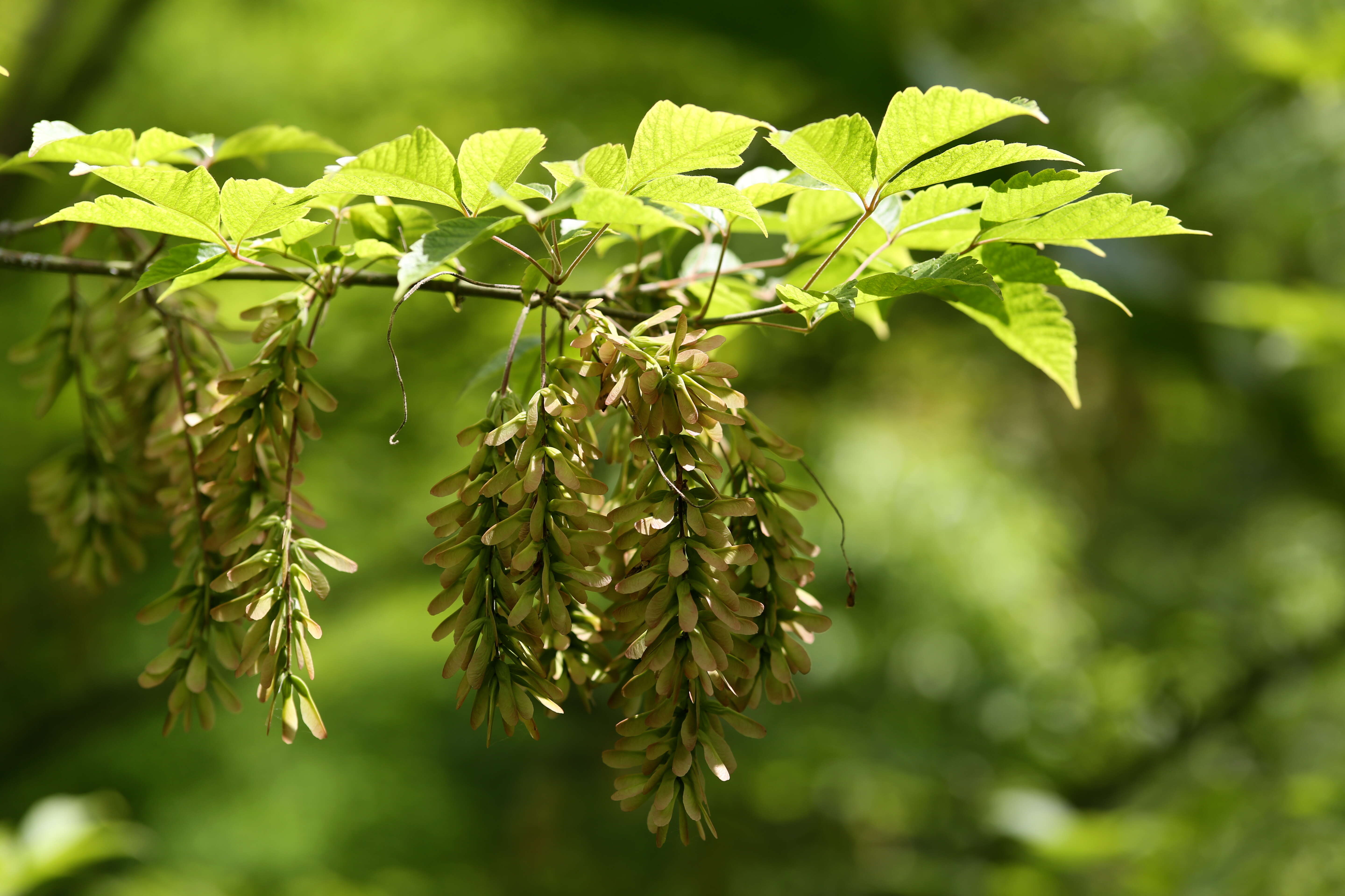 Image of Acer henryi Pax