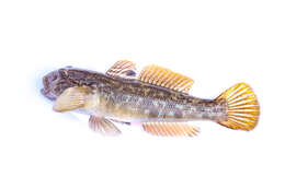 Image of Neogobius