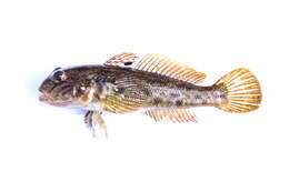 Image of Neogobius