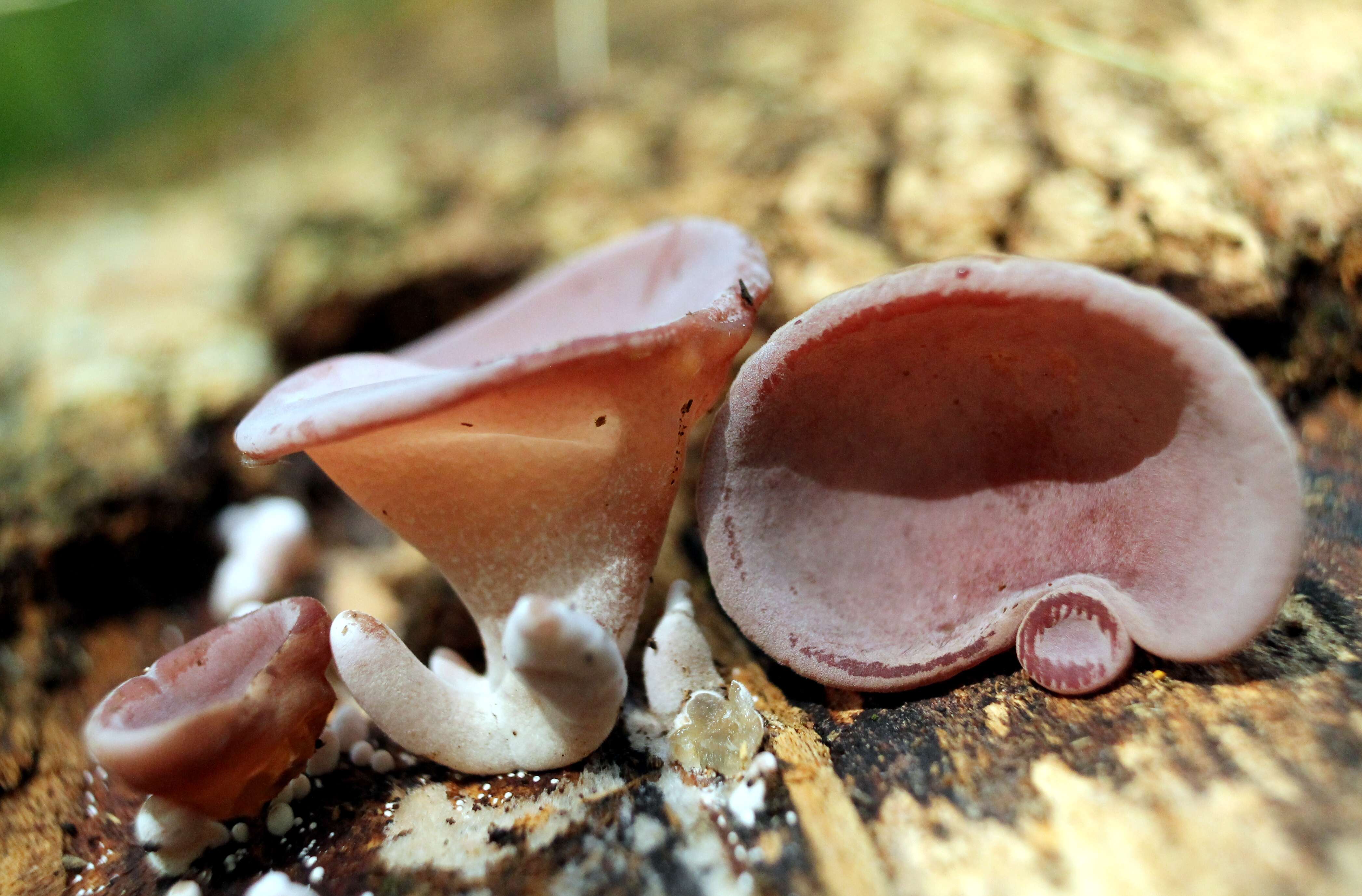 Image of Auricularia fuscosuccinea (Mont.) Henn. 1893