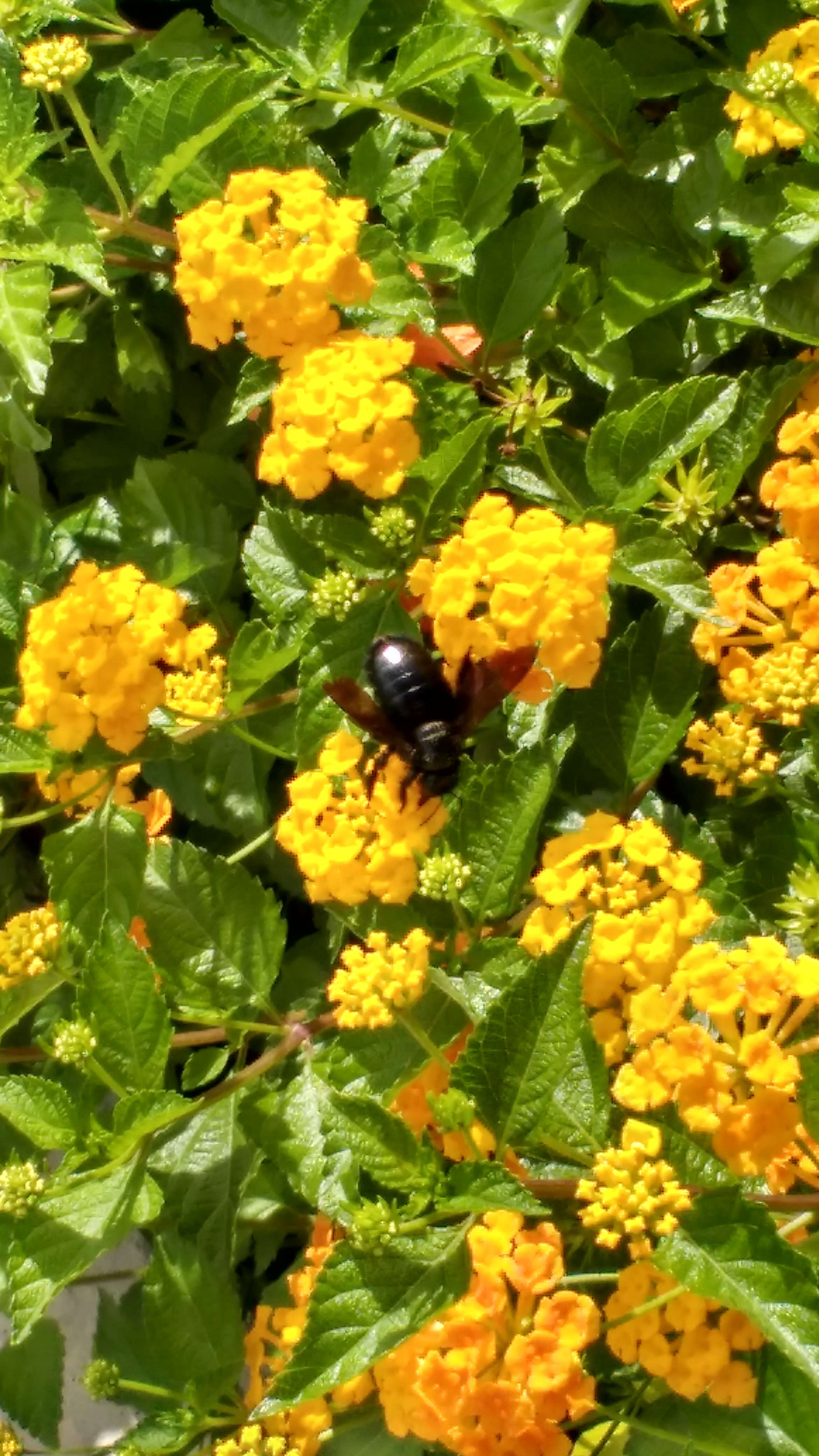 Image of Eastern Carpenter Bee