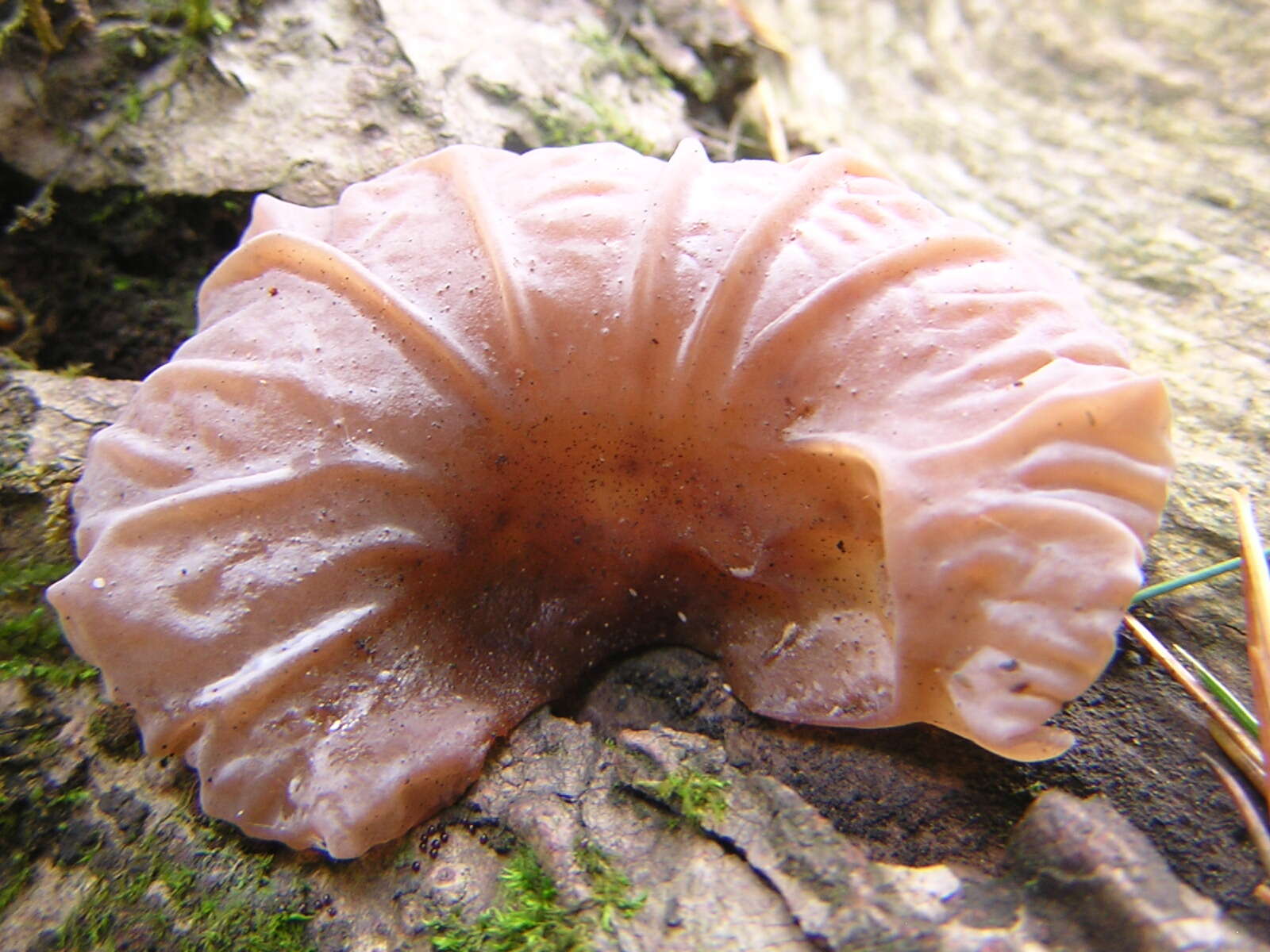 Image of ear fungus