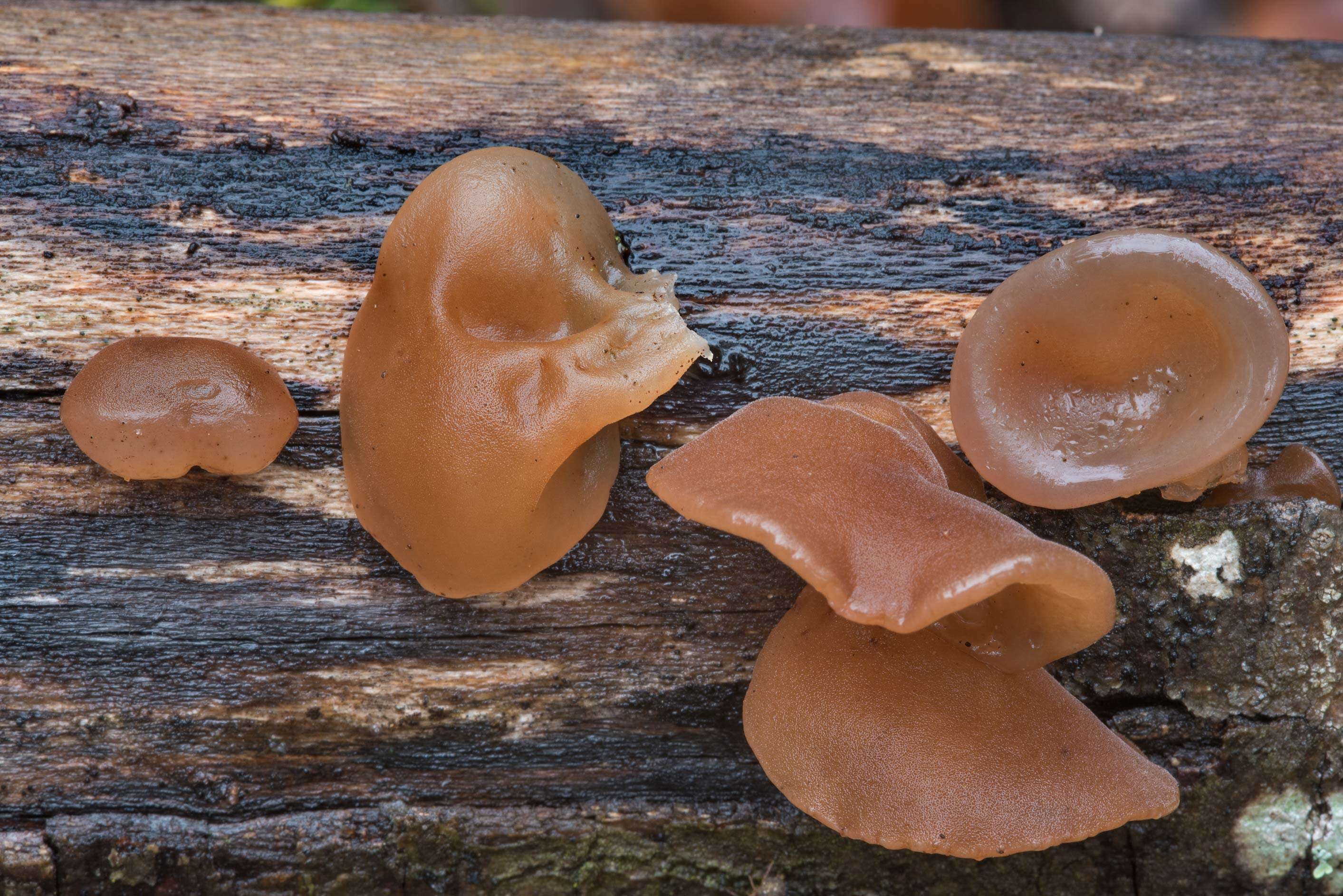 Image of ear fungus