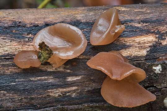 Image of ear fungus