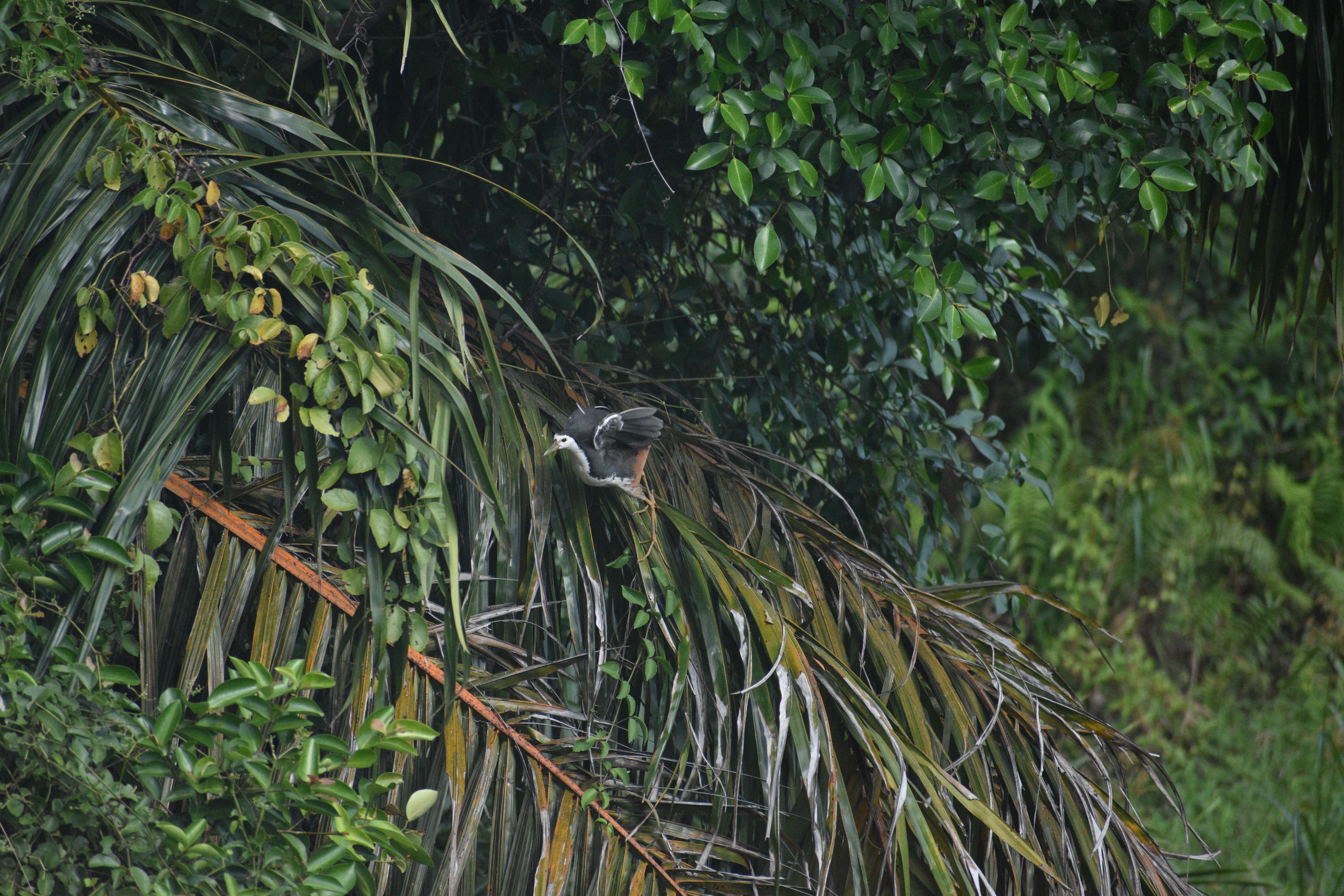 Image of White-breasted Waterhen