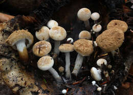 Image of Powdery Piggyback mushroom