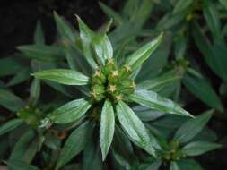 Imagem de Oenothera fruticosa L.