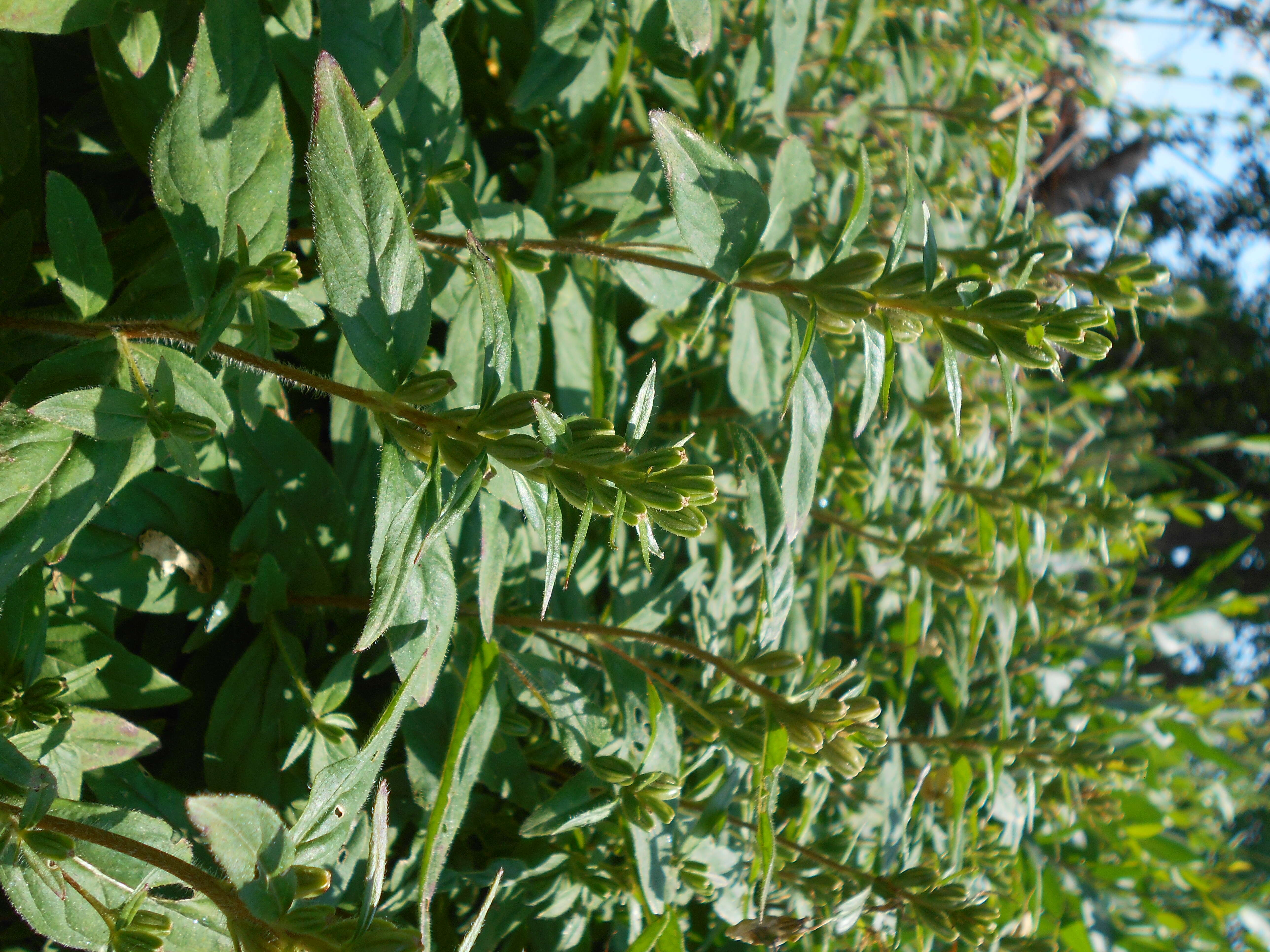 Imagem de Oenothera fruticosa L.