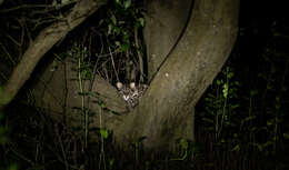 Image of Holy Mangrove