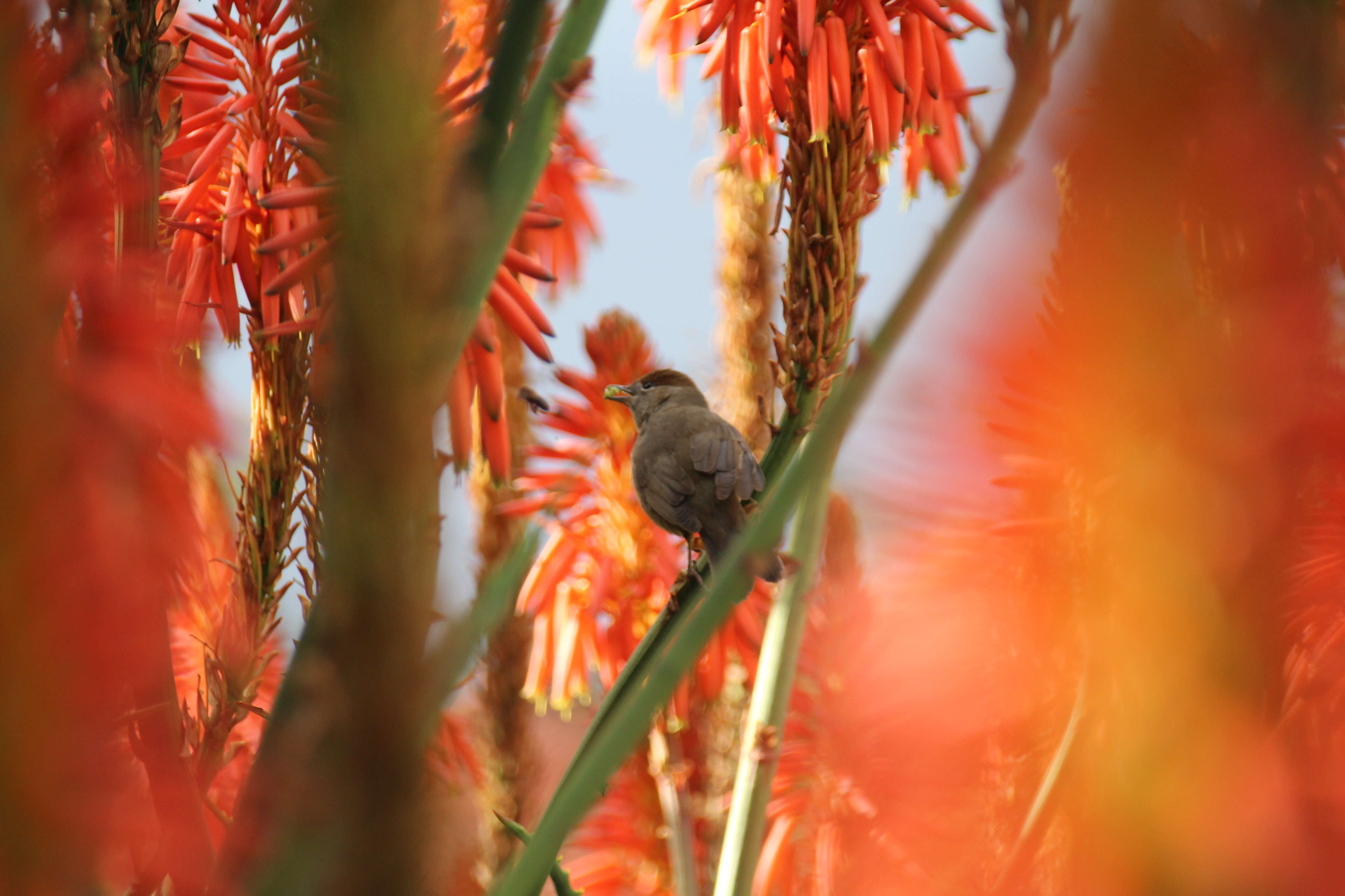 Image of Blackcap