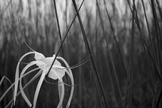 Image of beach spiderlily