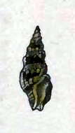 Image of Crassispira hondurasensis (Reeve 1846)