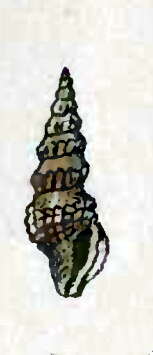 Imagem de Crassispira semigranosa (Reeve 1846)